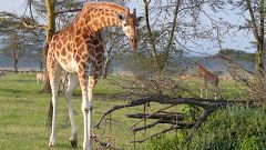 Giraffes at Lake Nakuru