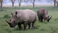 White rhino at Lake Nakuru