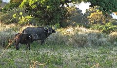 Ngorongoro: bufali