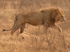 Ngorongoro