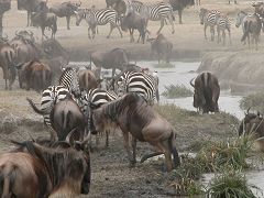 Ngorongoro