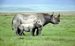 Ngorongoro