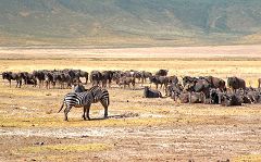 Ngorongoro: gnu