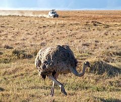 Ngorongoro: struzzo