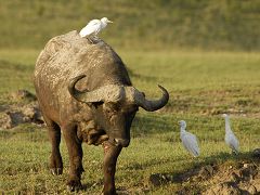 Cape buffalo with cattle egrets.