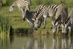 Common zebras (Burchell’s zebra)