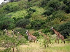 Giraffes at Tsavo West