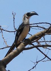 Hornbill