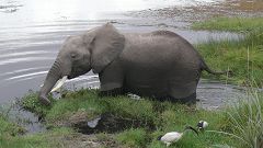 Enkongu Narok Swamp (Amboseli)