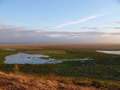 Enkongu Narok Swamp (Amboseli)