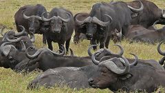 Buffalos in Amboseli