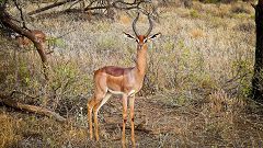 Impala