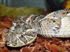 Puff adder