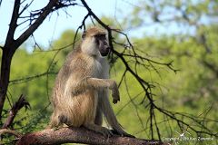 Yellow Baboon at Ruaha