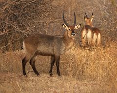 Waterbuck at Ruaha