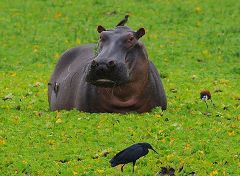 Hippo grazing at the swamplands