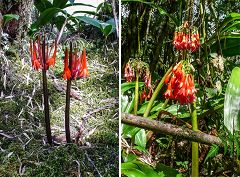 Scadoxus cyrtanthiflorus