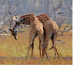 Giraffes at Selous Game Reserve