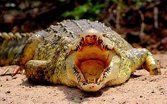 Crocodile at Selous Game Reserve