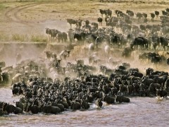 The Great Migration