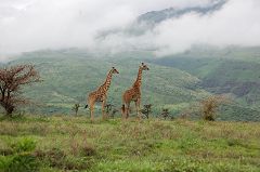 Giraffes in the Serengeti