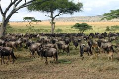 Serengeti Serena Lodge