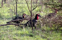 Serengeti: bucorvus