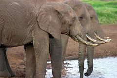 Treetops, Elephants