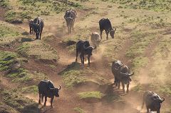 Buffalos at Treetops