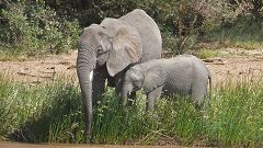 Elephants are refreshing at Uaso river