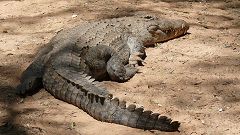 Crocodile at Uaso river