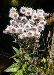 Helichrysum