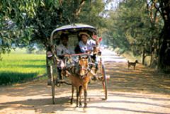Horse Cart (Ava)