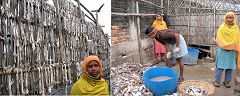Chittagong: pescatori