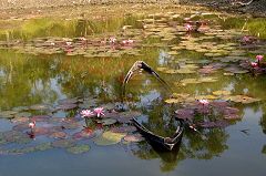 Sundarbans: ninfee