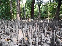 Sundarbans: radici