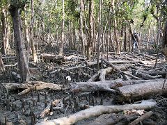 Sundarbans: radici