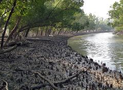 Sundarbans: radici
