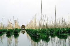 Floating Gardens (Inle Lake)