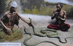 Incantatori di serpenti (Snake Charmers)