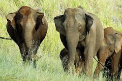 Lake Thekkady (Periyar)