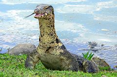 Lumpini Park, Monitor Lizard