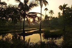 Olavipe Poochakkal Backwaters