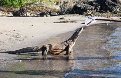 Pulau Nusakode: varani