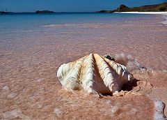 Pulau Padar: conchiglie