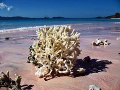 Pulau Padar: conchiglie