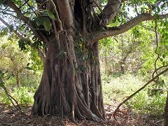 Pulau Rinja: vegetazione