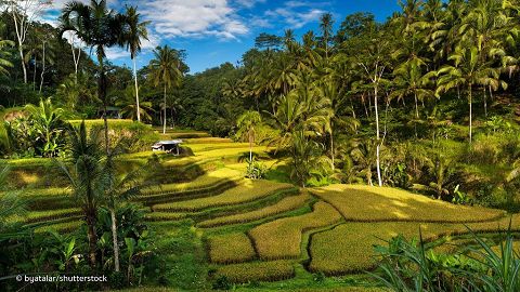 Tegalalang Rice Terraces