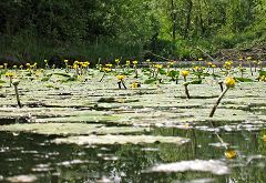 Nuphar lutea