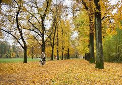 Viale dei Liquidambar